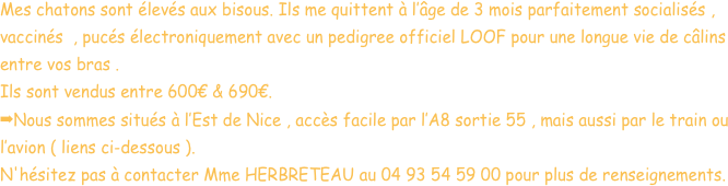 Mes chatons sont élevés aux bisous. Ils me quittent à l’âge de 3 mois parfaitement socialisés , vaccinés  , pucés électroniquement avec un pedigree officiel LOOF pour une longue vie de câlins entre vos bras .
Ils sont vendus entre 600€ & 690€.
Nous sommes situés à l’Est de Nice , accès facile par l’A8 sortie 55 , mais aussi par le train ou l’avion ( liens ci-dessous ).
N'hésitez pas à contacter Mme HERBRETEAU au 04 93 54 59 00 pour plus de renseignements.
