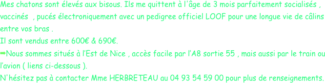 Mes chatons sont élevés aux bisous. Ils me quittent à l'âge de 3 mois parfaitement socialisés , vaccinés  , pucés électroniquement avec un pedigree officiel LOOF pour une longue vie de câlins entre vos bras .
Il sont vendus entre 600€ & 690€.
Nous sommes situés à l’Est de Nice , accès facile par l’A8 sortie 55 , mais aussi par le train ou l’avion ( liens ci-dessous ).
N'hésitez pas à contacter Mme HERBRETEAU au 04 93 54 59 00 pour plus de renseignements.
