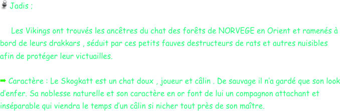  Jadis ; 
   
     Les Vikings ont trouvés les ancêtres du chat des forêts de NORVEGE en Orient et ramenés à bord de leurs drakkars , séduit par ces petits fauves destructeurs de rats et autres nuisibles afin de protéger leur victuailles.
    
 Caractère : Le Skogkatt est un chat doux , joueur et câlin . De sauvage il n’a gardé que son look d’enfer. Sa noblesse naturelle et son caractère en or font de lui un compagnon attachant et inséparable qui viendra le temps d’un câlin si nicher tout près de son maître.
