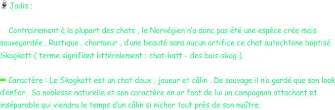  Jadis ; 
    
    Contrairement à la plupart des chats , le Norvégien n’a donc pas été une espèce crée mais sauvegardée . Rustique , charmeur , d’une beauté sans aucun artifice ce chat autochtone baptisé Skogkatt ( terme signifiant littéralement : chat-katt - des bois-skog ).

 Caractère : Le Skogkatt est un chat doux , joueur et câlin . De sauvage il n’a gardé que son look d’enfer . Sa noblesse naturelle et son caractère en or font de lui un compagnon attachant et inséparable qui viendra le temps d’un câlin si nicher tout près de son maître.
